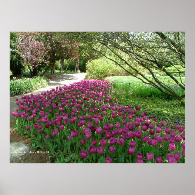 Poster Tulipes pourpres (3033) (Devant)