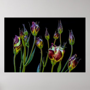 Poster Tulipes pourpres éthérées