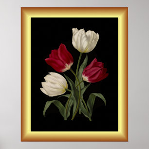 Poster Tulipes primitives uniques ~ Art botanique Imprime