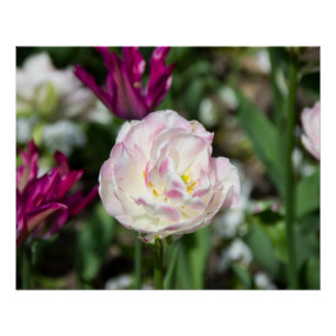 Poster Tulipes rose vif par jour ensoleillé