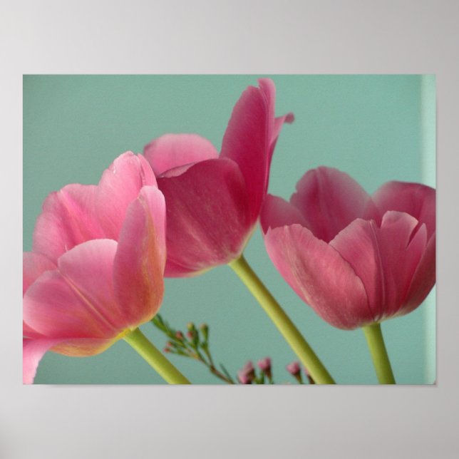 Poster Tulipes roses (Devant)