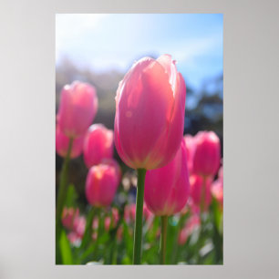 Poster Tulipes roses