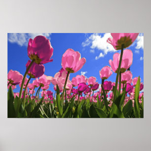 Poster Tulipes roses