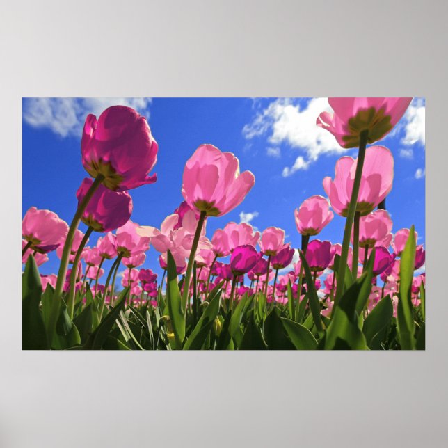 Poster Tulipes roses (Devant)