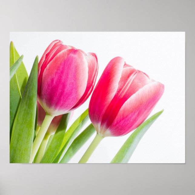 Poster Tulipes roses avec Feuille vert photo (Devant)