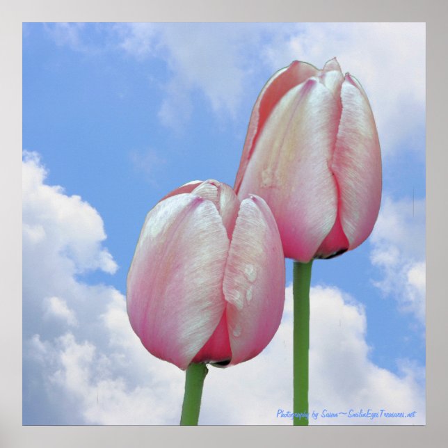 Poster Tulipes roses Ciel bleu Nature Florale Imprimer (Devant)
