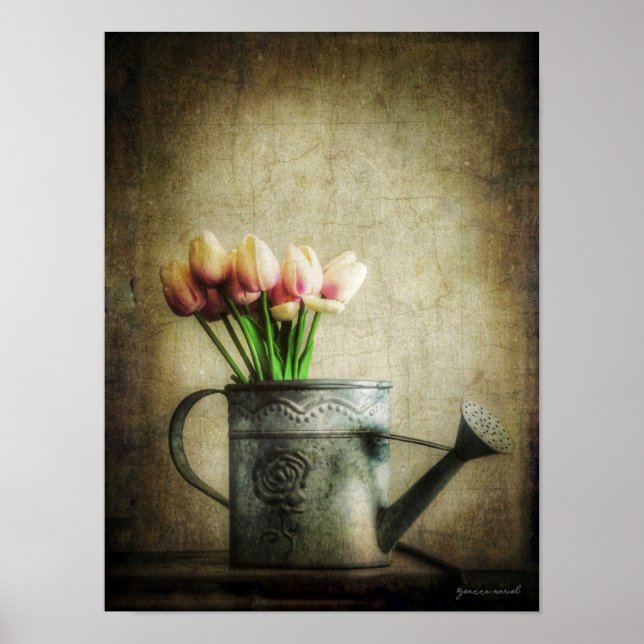 Poster Tulipes roses dans un arrosoir (Devant)