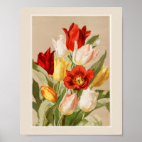 Tulipes roses, jaunes, blanches et rouges
