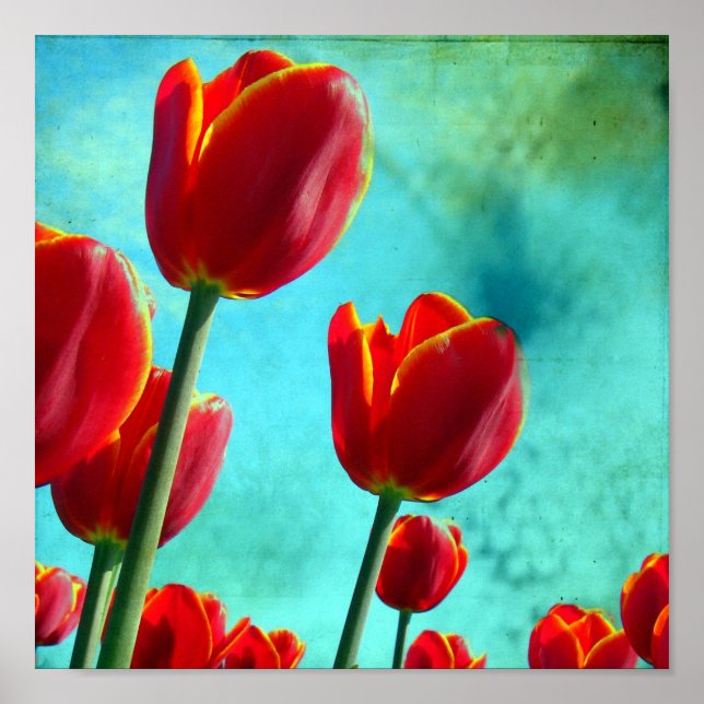 Poster Tulipes rouges (Devant)