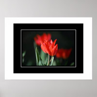Poster Tulipes rouges