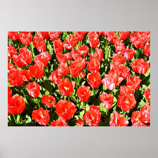 Poster Tulipes rouges (Devant)