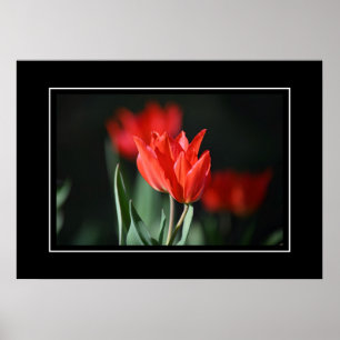 Poster Tulipes rouges