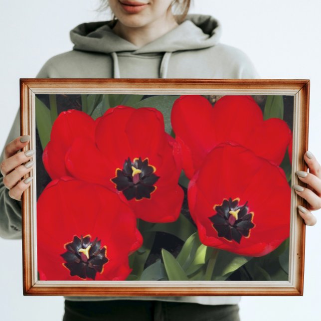 Poster Tulipes rouges brillantes Floral Photographie bril (In Situ)