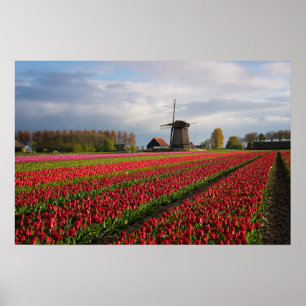 Poster Tulipes rouges et un moulin à vent