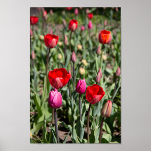 Poster Tulipes rouges le jour d'été