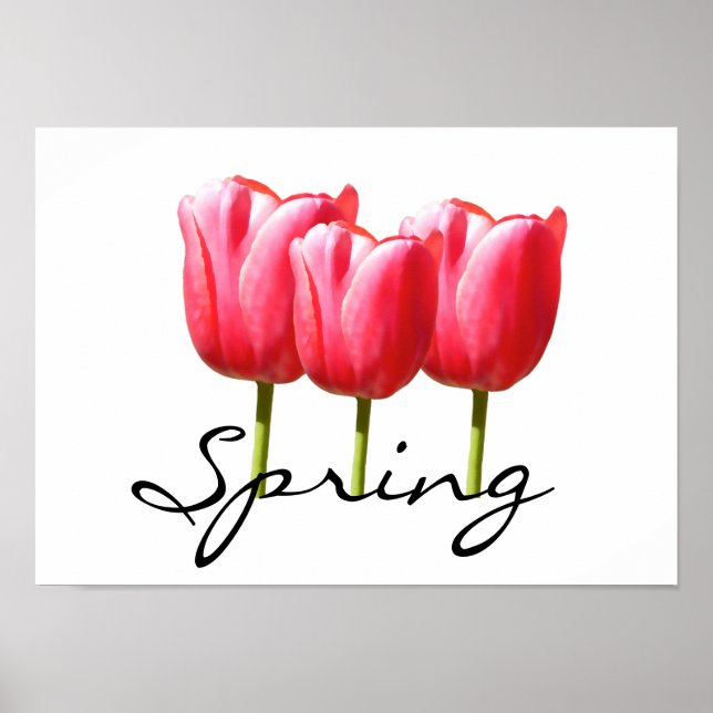 Poster Tulipes Springy (Devant)