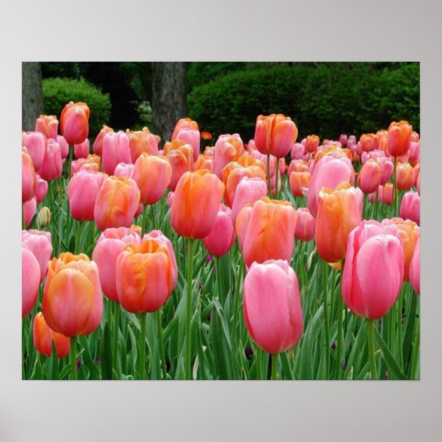 Poster Tulipes, tulipes, tulipes (Devant)