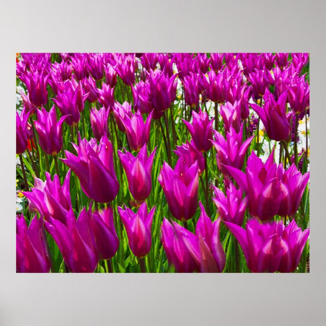 Poster Tulipes violettes en Keukenhof, Hollande Imprimer (Devant)
