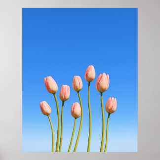 Poster Tulipes vives sous un ciel bleu clair