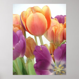 POSTER TULIPS