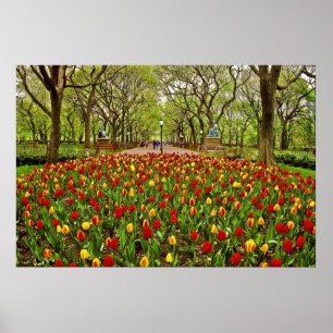 Poster Tulips Central Park NYC