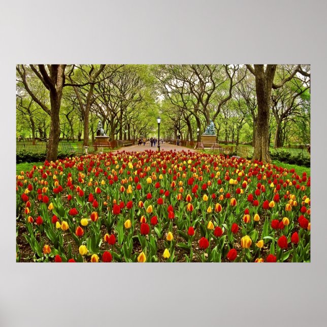 Poster Tulips Central Park NYC (Devant)