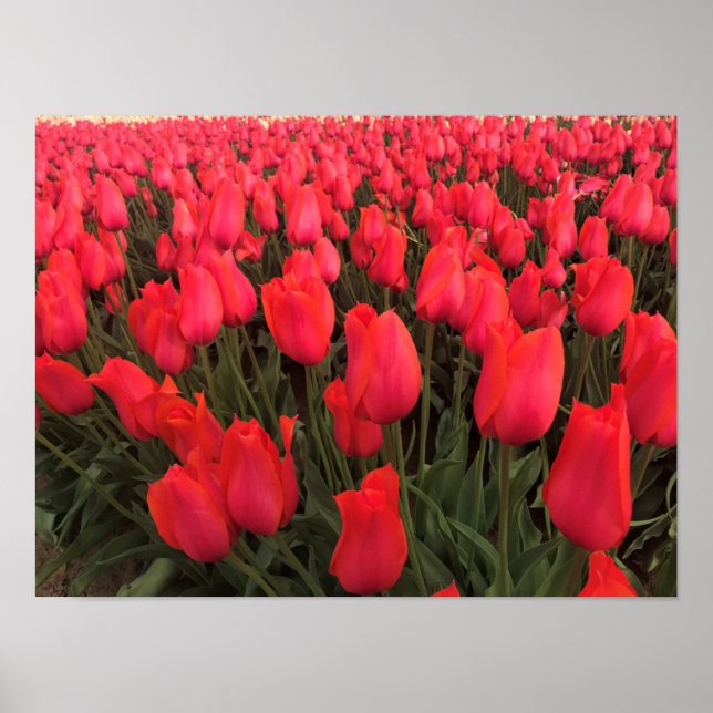 Poster Tulips Coral Pink (Devant)