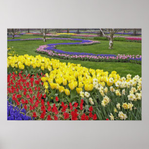 Poster Tulips, Grape Hyacinth, and Daffodils,