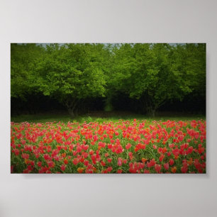 Poster Tulips & Trees