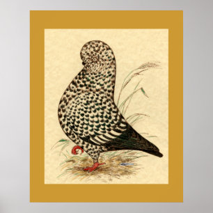 Poster Tumbler Pigeon LFCL Splash