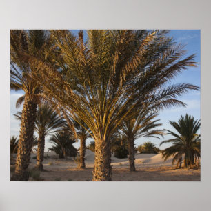 Poster Tunisie, désert du Sahara, Douz, Grande Dune, palm