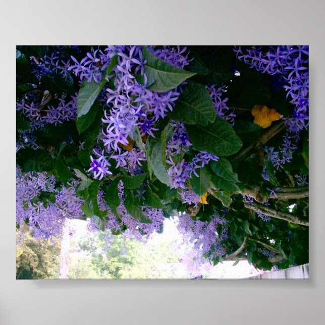Poster Tunnel de la glycine au Panama (Devant)