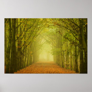 Poster Tunnel de lumière dans l'affiche de forêt