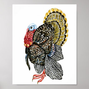 Poster Turkey bird hand drawn illustration