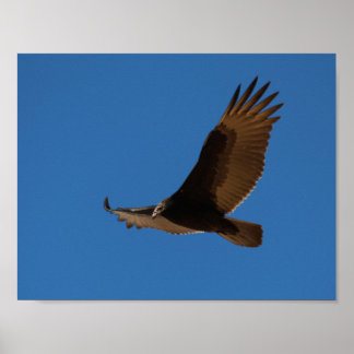 Poster Turquie Buzzard en vol