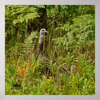 Poster Turquie poules avec poussins