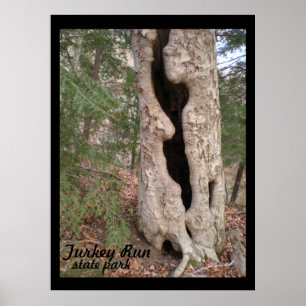 Poster Turquie Run State Park, Hallow Tree