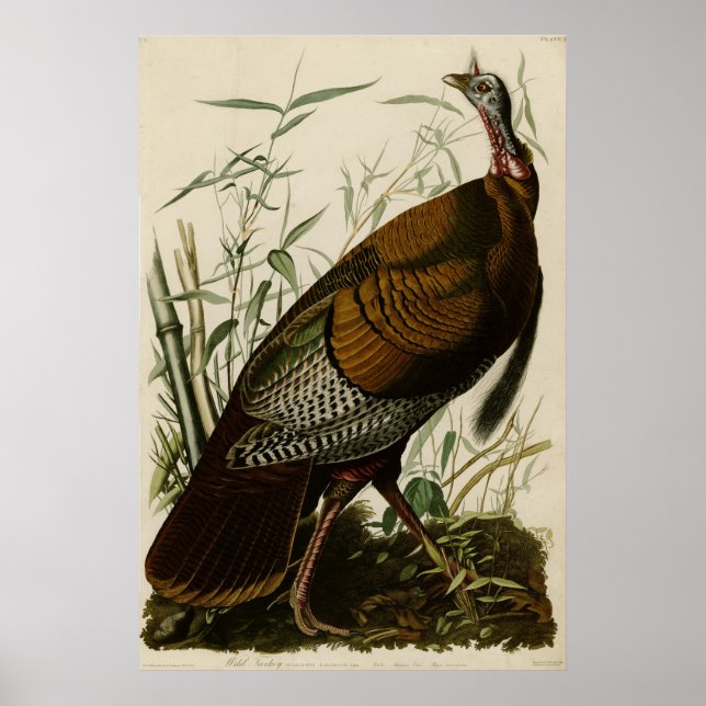 Poster Turquie sauvage (Devant)