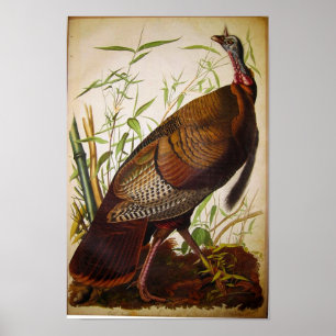 Poster Turquie sauvage, John James Audubon
