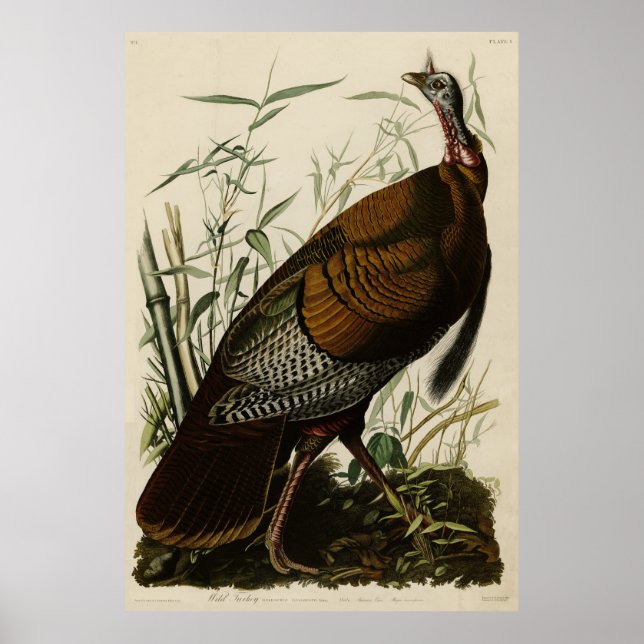 Poster Turquie sauvage (mâle) des oiseaux d'Amérique d'Au (Devant)