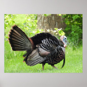 Poster Turquie sauvage mâle mature Afficher des plumes