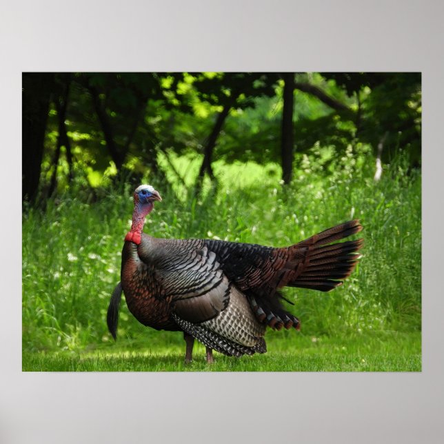Poster Turquie sauvage mâle mature Afficher des plumes (Devant)