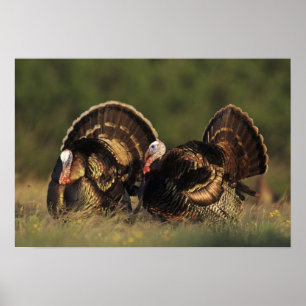 Poster Turquie sauvage, Meleagris gallopavo, mâles