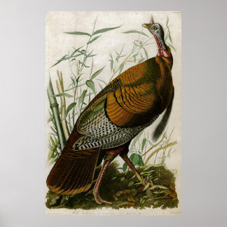Poster Turquie sauvage Vintage de 1825 par John Audubon