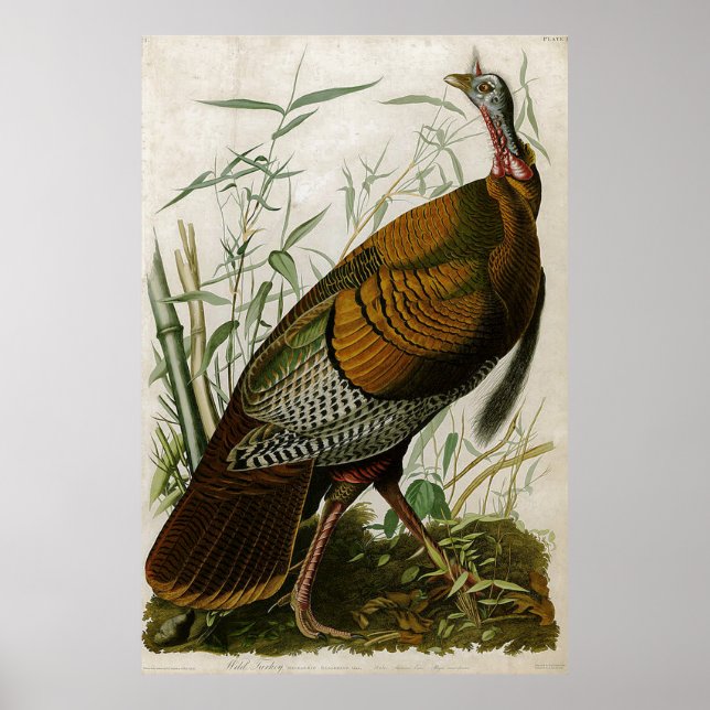 Poster Turquie sauvage Vintage de 1825 par John Audubon (Devant)