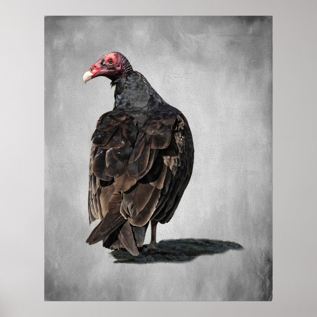 POSTER TURQUIE VULTURE BUZZARD (Devant)