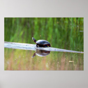 Poster Turtle dans le journal