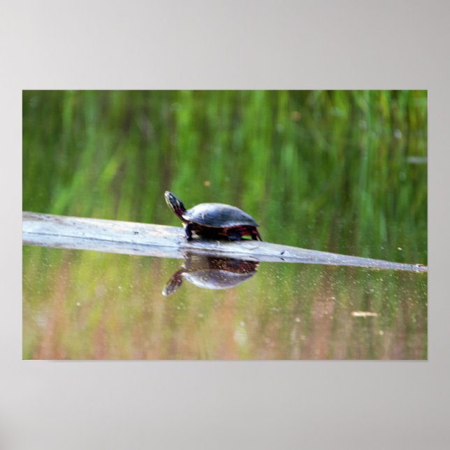 Poster Turtle dans le journal (Devant)
