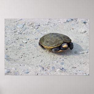 Poster Turtle Photo
