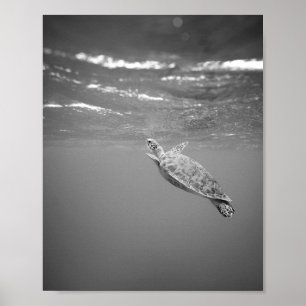 Poster Turtle Sea Life noir et blanc